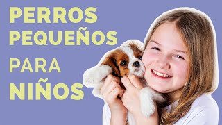 Las 11 mejores RAZAS DE PERROS PEQUEÑOS para niños Parte 1 [upl. by Morena403]