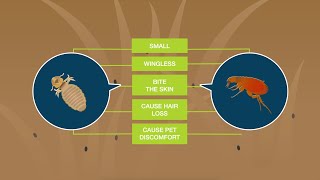 Fleas vs Lice What’s the Difference [upl. by Adnole943]