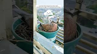 A woman supported a mother turtle dove in raising her chicks [upl. by Adaliah39]