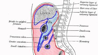 Peritoneal Cavity  Part 1  Anatomy Tutorial [upl. by Viguerie]