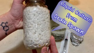 How to Make Mushroom Liquid Culture From Grain Spawn [upl. by Enram]