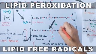 Mechanism of Lipid Peroxidation [upl. by Sakram]