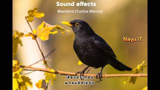 แจกเสียงเอฟเฟค  เสียงBlackbird Turdus Merula เสียงนก  Sound Effect for YouTuber พร้อมลิงค์ [upl. by Dacia]