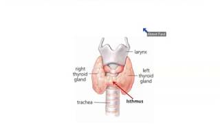 Anatomy of Thyroid and Parathyroid Glands  Dr Ahmed Farid [upl. by Derrek]