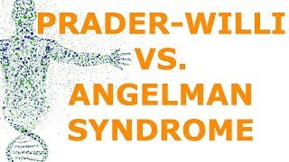 PraderWilli vs Angelman Syndrome Imprinting [upl. by Ennaitsirhc795]