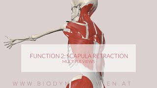 Latissimus Dorsi Functions Part 2 Scapula retraction 3D ANIMATION [upl. by Hirsh]