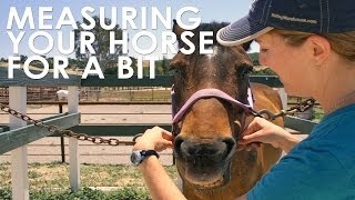 How To Measure Your Horse for Bit Size [upl. by Wunder]