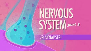 The Nervous System Part 3  Synapses Crash Course Anatomy amp Physiology 10 [upl. by Zaragoza]