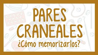 cómo MEMORIZAR los PARES CRANEALES [upl. by Athallia]