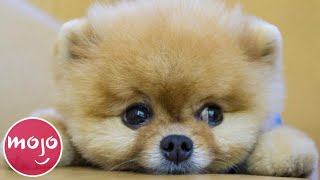 Top 20 Dog Breeds That Have the CUTEST Puppies [upl. by Armstrong]