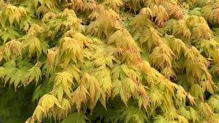 Acer palmatum Orange Dream Japanese Maple Treejapanesegardens treeslandscaping plantsgarden [upl. by Galligan]