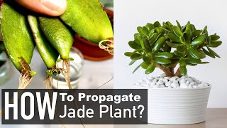 Jade Plant Propagation from Cuttings Crassula Ovata [upl. by Ykcor32]