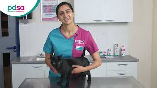 How To Apply A Spot On Flea Treatment For Your Cat PDSA Petwise Pet Health Hub [upl. by Macy]