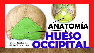 🥇 HUESO OCCIPITAL Anatomía Fácil Rápido y Sencillo [upl. by Rennold618]