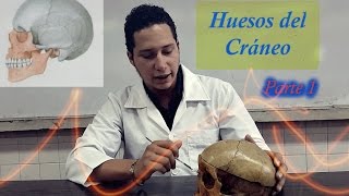 Huesos del Craneo Parte 1 [upl. by Intruok]