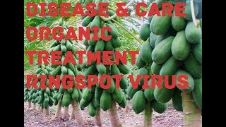 papaya plant disease  care and treatment [upl. by Laurel812]