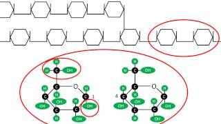 Glucogénesis  Síntesis y estructura del glucógeno [upl. by Eigram]