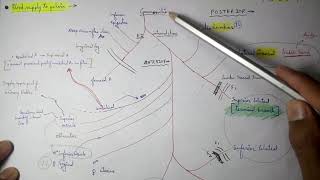 Abdominal Aorta  8 Internal iliac artery Branches  TCML [upl. by Muslim]