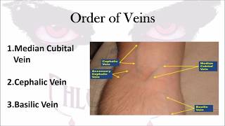 Phlebotomy The Order of Veins [upl. by Juliette157]