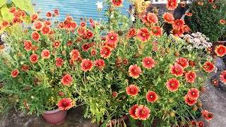 Growing Gaillardia n TRICKS to Get MAXIMUM Flowers [upl. by Callean]