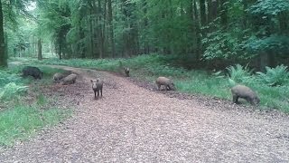 Wild Boar in the Forest of Dean [upl. by Htebazie]