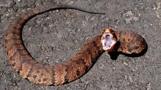 21 Striking Facts About Cottonmouth Snakes [upl. by Marja]