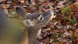 1 Form Of Scent Control For Deer [upl. by Gundry]