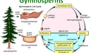 Gymnosperm Notes [upl. by Neenwahs]