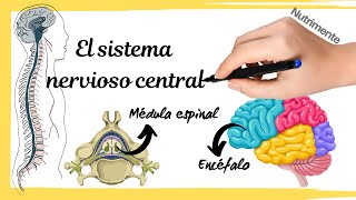 Sistema nervioso CENTRAL Médula espinal y encéfalo [upl. by Charin]