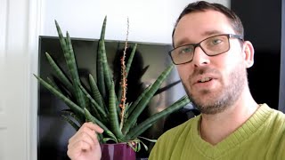 Starting Snake Plant Sansevieria from Seed  Harvesting seed to Sprouting [upl. by Eidaj581]