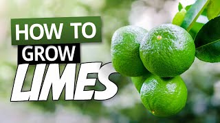 How To Grow Limes In A Pot  Growing Citrus in Containers [upl. by Ramaj]