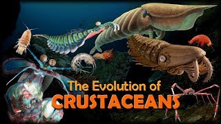 The Evolution of Crustaceans 🦐🦀 [upl. by Eislrahc]