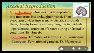 Reproduction in Protozoa [upl. by Alleuol]