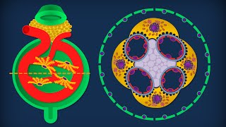 Rene  Anatomia microscopica [upl. by Aicnatsnoc]