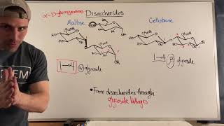 Forming Disaccharides via Glycosidic Linkages [upl. by Danais738]