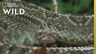 The Cascabel Rattlesnake  Worlds Deadliest Snakes [upl. by Dumas]