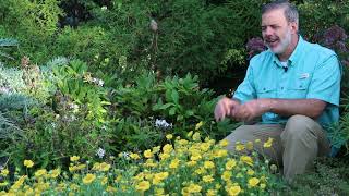 Blanket flower Gaillardia spp  Plant Identification [upl. by Nyhagen]