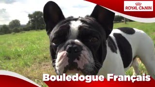 Bouledogue Français [upl. by Halimak396]