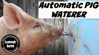 Automatic Pig waterer [upl. by Jules]