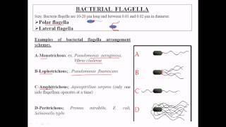 Types of flagella [upl. by Breech451]