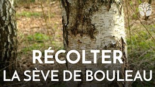 Récolter la sève de bouleau [upl. by Gnoix]