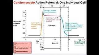 The Cardiac Muscle Action Potential EXPLAINED [upl. by Norling]