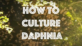 How To Culture Daphnia Magna [upl. by Ardnasyl]