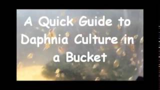 How to culture daphnia outside [upl. by Huberto]