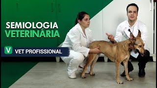 Semiologia Veterinária  VET Profissional [upl. by Enayr]