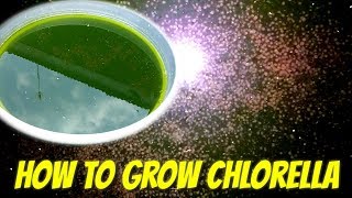 HOW TO GROW CHLORELLA AT HOME [upl. by Enad]