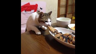 Cats Who Steal Food Or Try To A Compilation [upl. by Nnel]