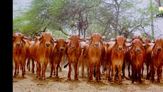 Gir gyr cow development program in Pakistan [upl. by Airehs723]