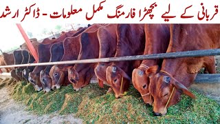 Calf Farming in Pakistan with Dr ARSHAD [upl. by Sandell]