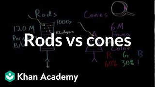 Photoreceptors rods vs cones  Processing the Environment  MCAT  Khan Academy [upl. by Shute]